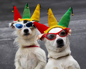 bigstock_Dogs_Clowning_Around_3695519